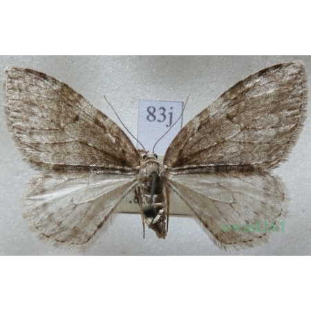 Epirrita dilutata (Denis & Schiffermüller, 1775) Paśnik rozmytek Czech83j